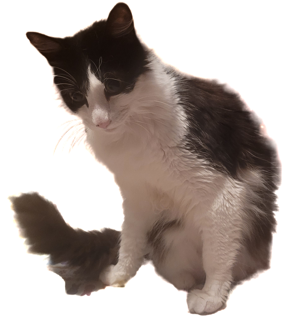 Spades, the wizard's familiar