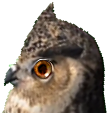 Staring owl